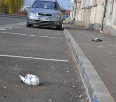 Revoltător! Autori necunoscuţi continuă să otrăvească porumbeii din Aleea Călinului (FOTO)